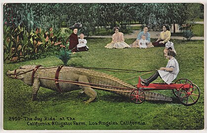 Edward H. Mitchell, "The Joy Ride" at the California Alligator Farm, Los Angeles, California, ca. 1910s