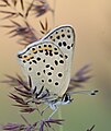 Brauner Feuerfalter (Lycaena tityrus)