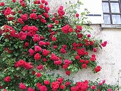 híbrido de multiflora rojo