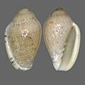 Marginella piperata lutea Algoa Bay, South Africa