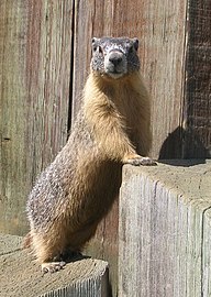 Marmota flaviventris, у близини Принстона у Британској Колумбији