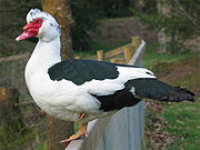 Muscovy ducks produce a richly-flavoured meat, and are kept as pets.