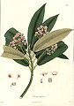 Saurauia nepalensis