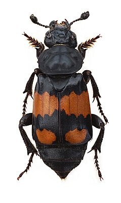 Nicrophorus vespillo