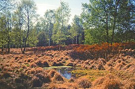 Heidemoor mit blühendem Gagelstrauch im Hintergrund, vorn ein Kolk, umgeben von Grasbulten