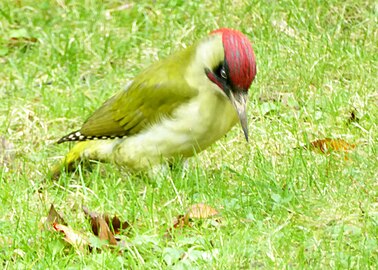 Pic vert du jardin