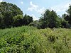 Old Buckenham Fen