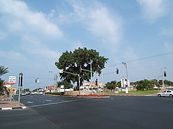 שקמה עתיקה בדרך בן-צבי