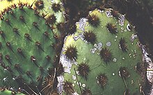 Areoles on the circular or oval pads have prominent clusters of loosely-attached brown glochids, on the pad surface and especially along the edges.