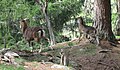 Mouflon (Ovis ammon)