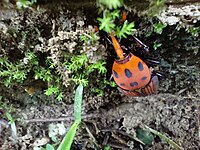 A palm weevil climbing ridge