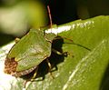 Palomena prasina Pentatomidae