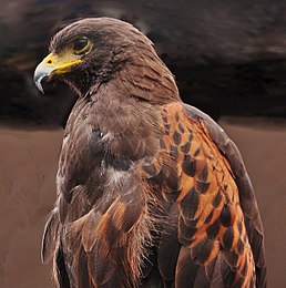 Канюк пустельний (Parabuteo unicinctus)