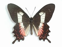 Parides ascanius