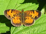 Adult, dorsal view.