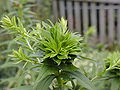 Phyllodie sur Solidago