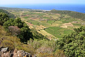 Image illustrative de l’article Moscato passito di Pantelleria