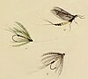 Picture of an insect and two insect-disguised fishing baits