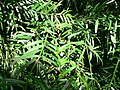 Weeping Podocarpus