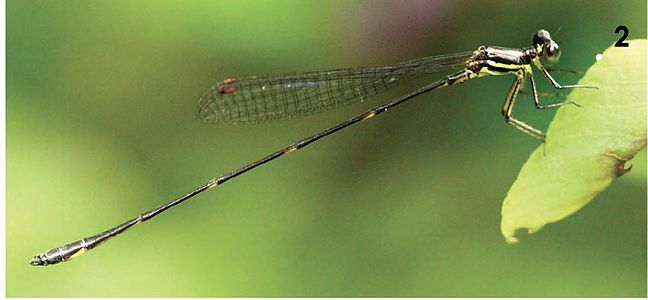 Protosticta monticola male