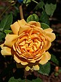 Golden Celebration (Rose)