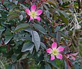 Rosa glauca, fleurs et feuilles.