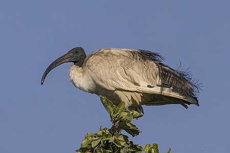 African sacred ibis, by Charlesjsharp