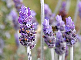 Tähkälaventelin (Lavandula angustifolia) kukinto.