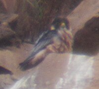 Taita falcon photographed at Strydom Tunnel, South Africa