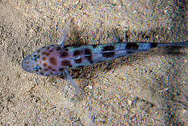 Thorogobius ephippiatus