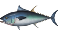 Thunnus thynnus