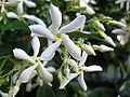 Flower close-up