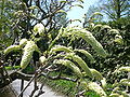 Japanese Wisteria