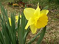 Narcissus (yellow)