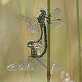 Mating pair, male is above