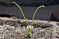 Drosophyllum lusitanicum seedling (note the pear-shaped seed on the bottom)