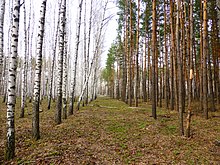 Насаждения сосен и берёз