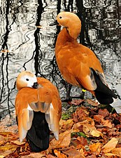 The Tadorna ferruginea, or ruddy shelduck, lives in Southeast Europe, Central Asia and Southeast Asia, and migrates in the winter to India.