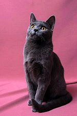 Femelle chartreux.