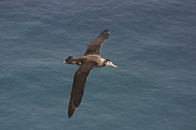 Albatroz-de-amsterdam com a sua típica plumagem escura