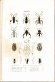 Plate 5 from: C.J.-B. Amyot and J. G. Audinet-Serville (1843). Histoire naturelle des insectes. Hémiptères. Paris, Librairie encyclopédique de Roret.