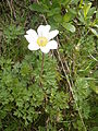 Anemone baldensis