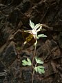 Aquilegia viridiflora