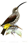 illustration of bird with streaked white and brown body, brown wings, and black tail with extensive yellow at base