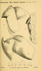 #62 (?/10/1887) T. W. Kirk's final plate of A. longimanus, showing the two-part beak (both in situ and following extraction) and a single row of radular teeth (Kirk, 1888:pl. 9)