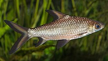 Bala shark, a bony fish