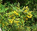 Berberis nevinii