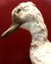 Redpath Museum Collection – Labrador duck