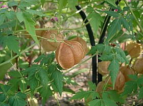 Cardiospermum halicacabum