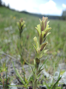 C. collegiorum in the wild